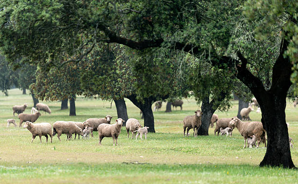 Group of sheep under oak trees in Extremadura, Spain stock photo