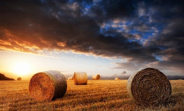 istock Beautiful golden hour hay bales sunset landscape 497394563