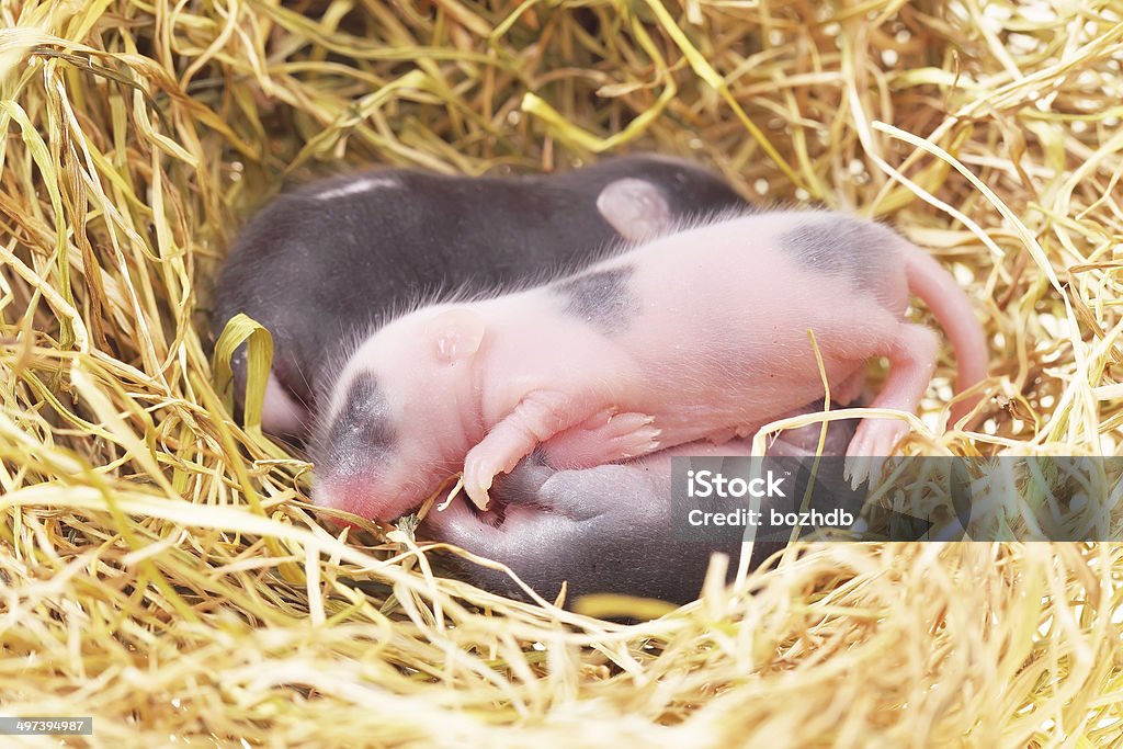 Kleine Maus Baby im nest - Lizenzfrei Biologie Stock-Foto