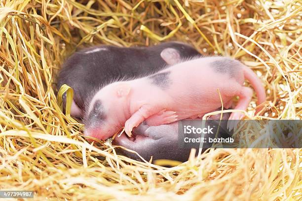 Маленький Мышь Младенцев В Гнездо — стоковые фотографии и другие картинки Биология - Биология, Биотехнология, Близость