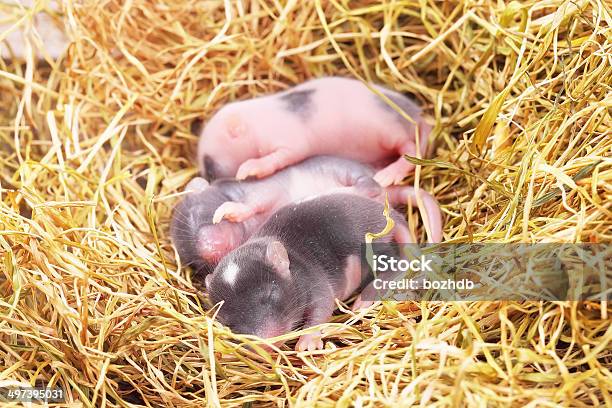 Bebés Pequenos Do Rato No Ninho - Fotografias de stock e mais imagens de Rato - Animal - Rato - Animal, Animal recém-nascido, Ninho de animal