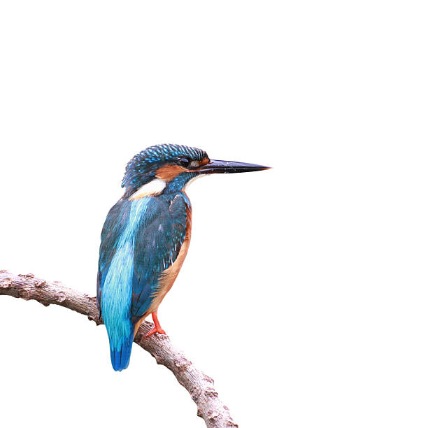 istock male of Common Kingfisher (Alcedo athis) 497408102