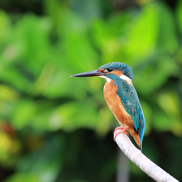 istock Beautiful blue Kingfisher bird on a branch 497408418
