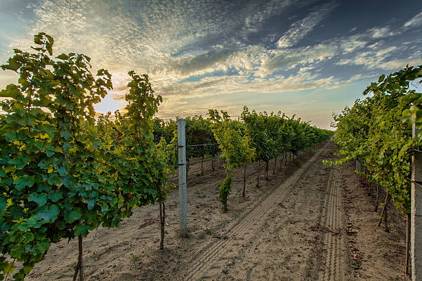rows of vines stock photo