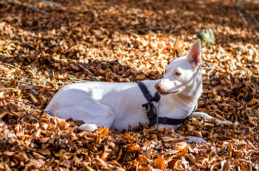 white ibizan hound