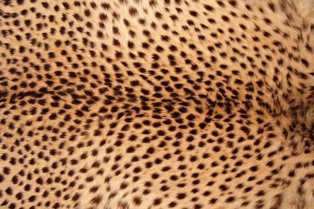 Cheetah skin stock photo