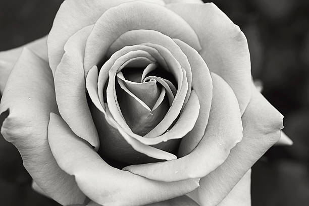 Shades of Rose