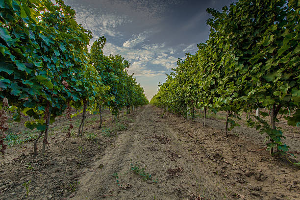 vineyard stock photo