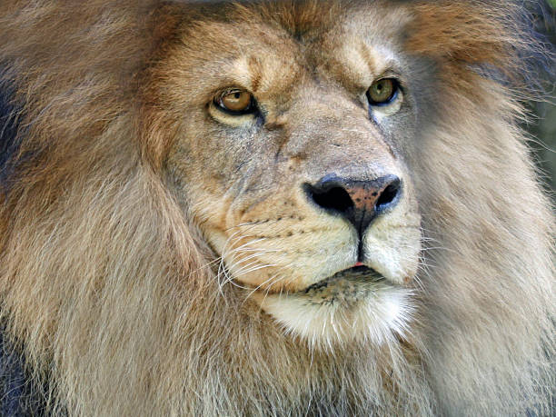istock King of the Beasts 497409835