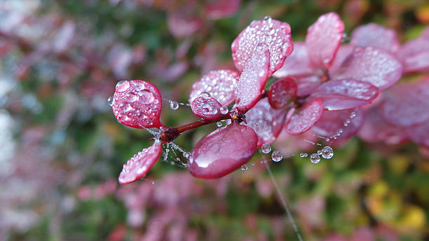 istock raindrops to the leaves of a bush 497409848