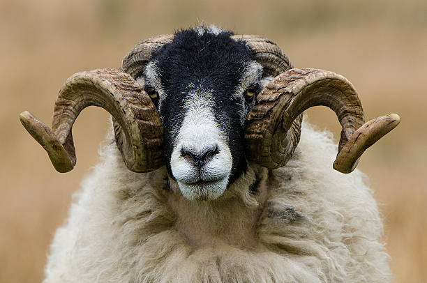 swaledale ram horn symetria - swaledale zdjęcia i obrazy z banku zdjęć