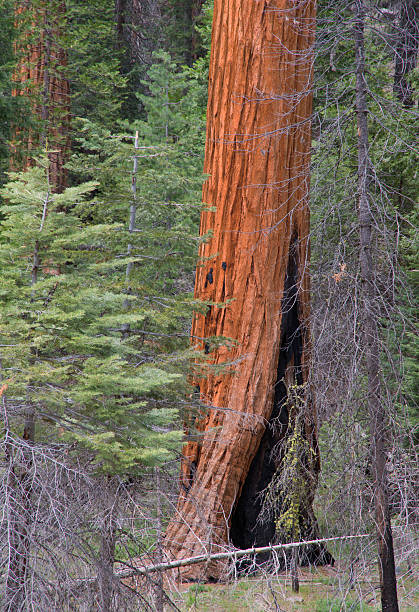 istock Towering Seqouia in Yosemite National Park 497410209