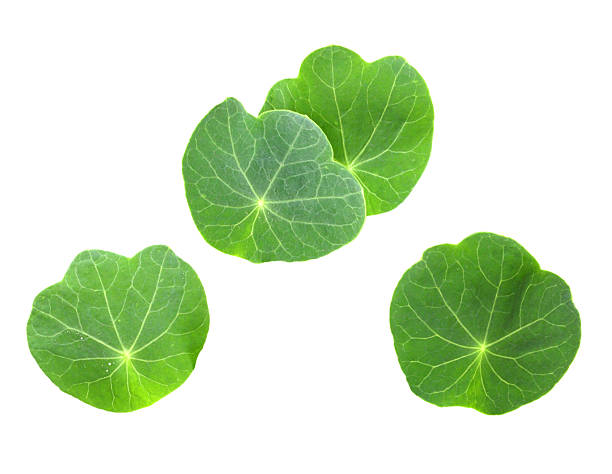Leafs of young nasturtium Several leafs of young nasturtium seedling. Isolated on white background. Close-up. Studio photography. nasturtium stock pictures, royalty-free photos & images