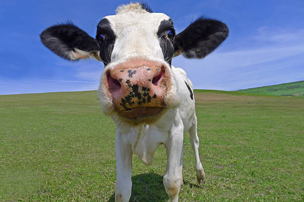 istock beautiful cow in graasland with blue sky 497410435