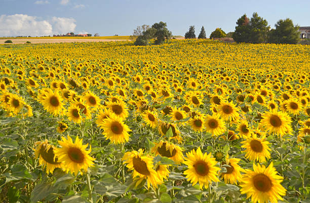 istock Field of sunflowers in bloom 497411089