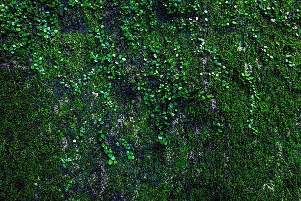 Green moss on rock stock photo