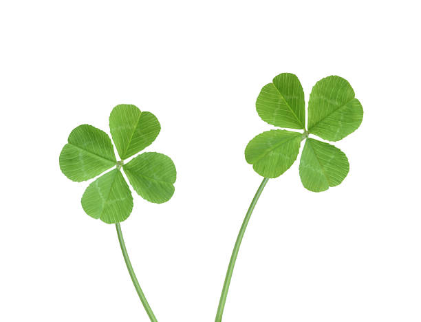Four leaf clovers Two four leaf clovers isolated on white temperate flower photos stock pictures, royalty-free photos & images