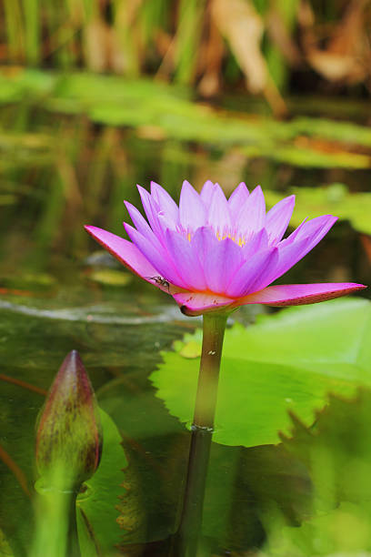 istock Purple Lotus - purple flowers. 497412463
