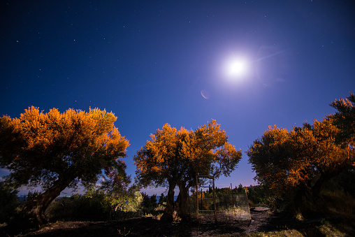 Olive Trees Under the Moonlight.