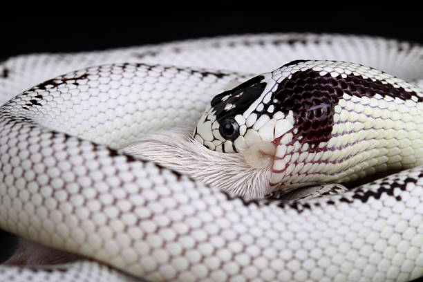 istock Lampropeltis Getulus Californiae 497412958