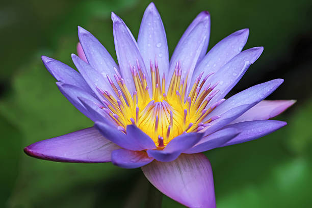 istock Purple Lotus Flower Macro 497413371