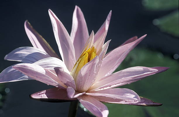 ASIA BALI LOTUS FLOWER Flowers in Ubud in Bali on the island of Bali in Indonesia. tropische bloem stock pictures, royalty-free photos & images