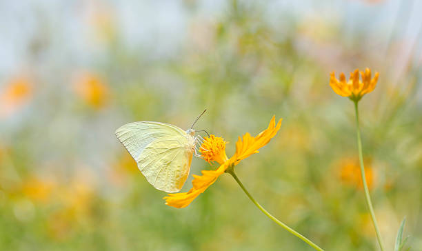 istock Butterfly Sucking nectar from flowers 497414670