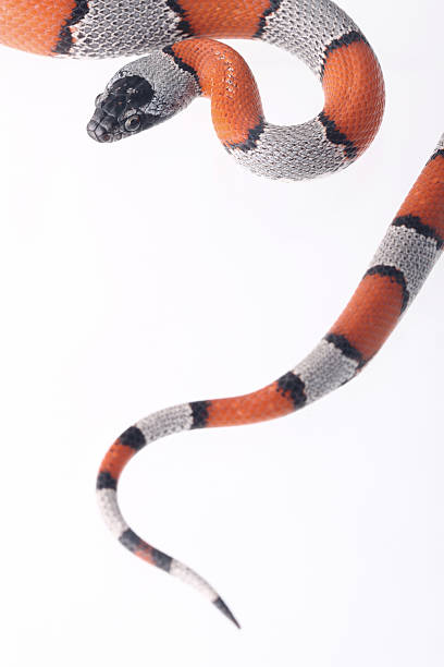 lampropeltis alterna blair - coral snake fotografías e imágenes de stock