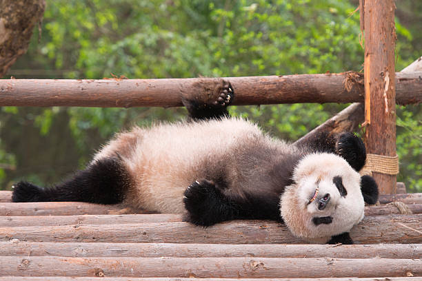 istock Lounging Giant Panda Bear 497415303