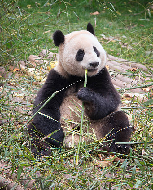 istock Giant Panda Bear munching on a stalk of bamboo 497415311