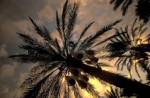 A date plantation in the oasis of Douz in the south of Tunisia in North Africa.