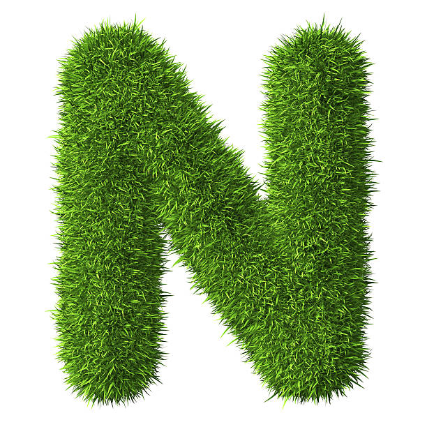 istock Letter N of grass 497415974