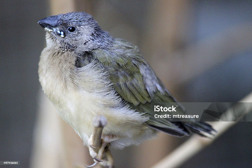 Imagem de Bebê Chloebia gouldiae, apenas pleno direito da caixa de Ninho - Royalty-free Animal de Estimação Foto de stock