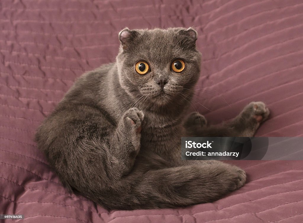 Scottish Fold cat sitting on pink Scottish Fold cat sitting on pink background Animal Stock Photo