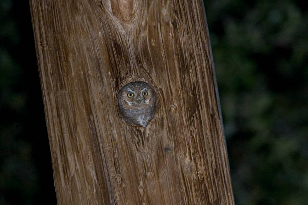 istock Elf Owl, Micrathene whitneyi, nesting in a telephone pole 497416578