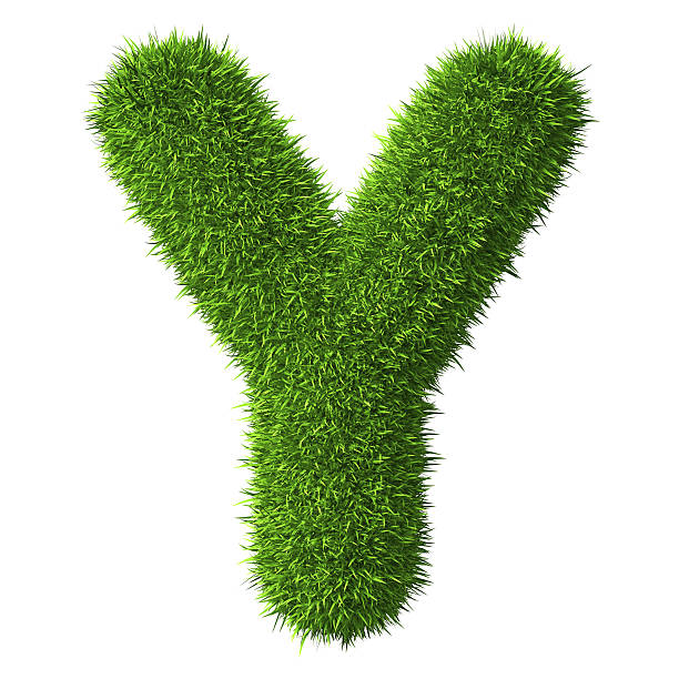 istock Letter Y of grass 497416588