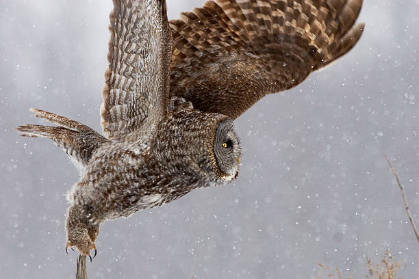 istock Great Gray Owl, Strix nebulosa, take off from perch 497416598