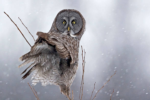 istock Great Gray Owl, Strix nebulosa, looking back at viewer 497416634