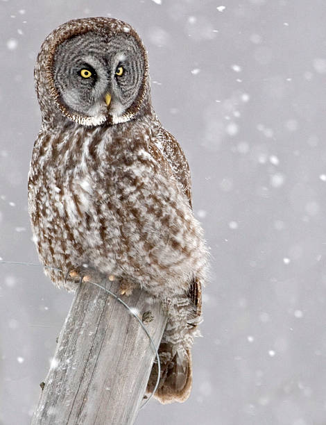 istock Great Gray Owl, Strix nebulosa, staring at viewer 497416650