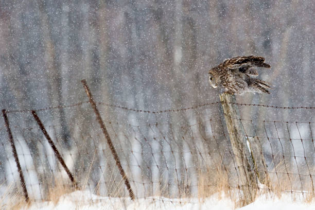 istock Great Gray Owl, Strix nebulosa, in winter landscape 497416700