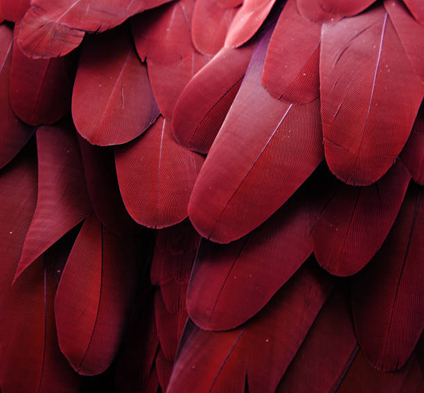 Macaw Feathers (Maroon) Macro photograph of a macaw's red feathers maroon photos stock pictures, royalty-free photos & images