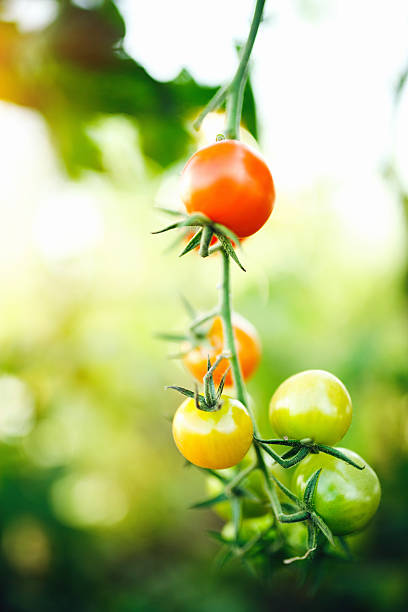 istock Natural tomato greenhouse 497417990