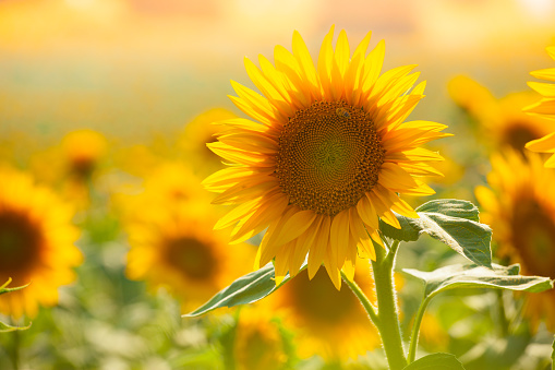 field with sunflowers in summer