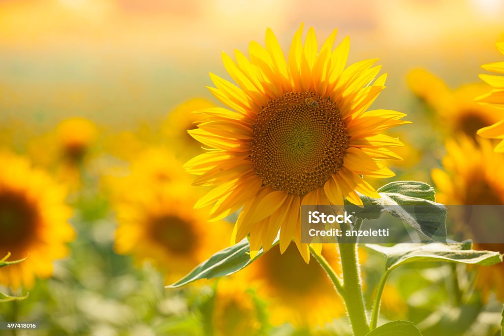 Sunflowers field with sunflowers in summer Sunflower Stock Photo