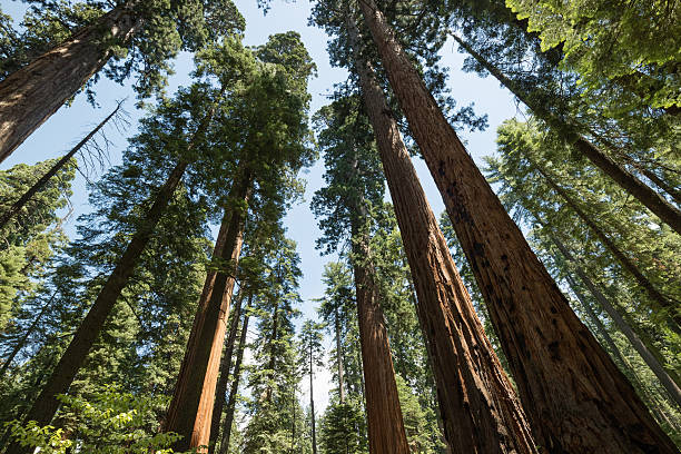 istock Huge Ancient Redwood trees in USA 497418066