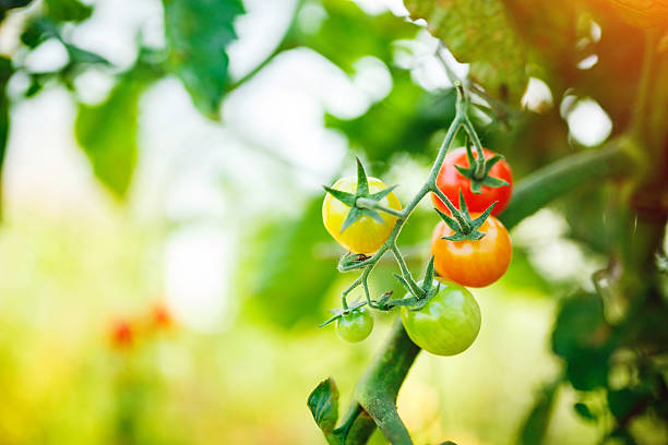 Natural tomato greenhouse stock photo