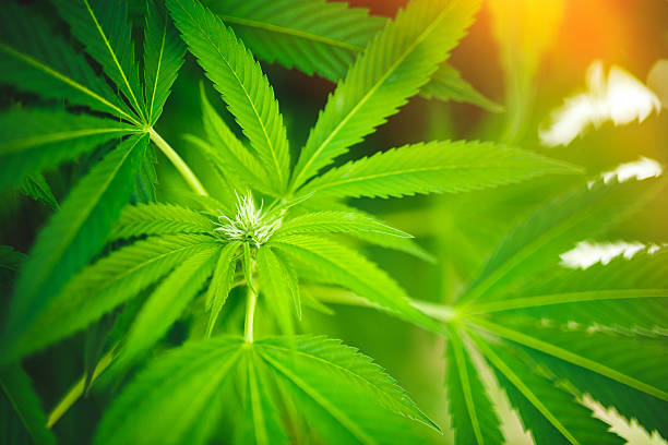 Hemp leaves stock photo