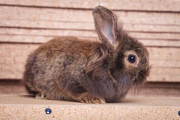 istock lion head rabbit bunny sitting on a wood background. 497419374