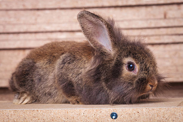 lion head rabbit bunny lying on a wood box