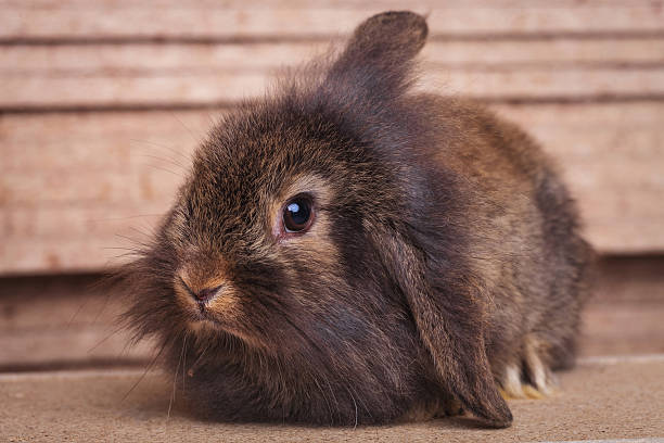 istock furry lion head rabbit bunny sitting on wood background 497419586